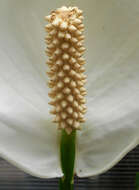 Image de Spathiphyllum floribundum (Linden & André) N. E. Br.