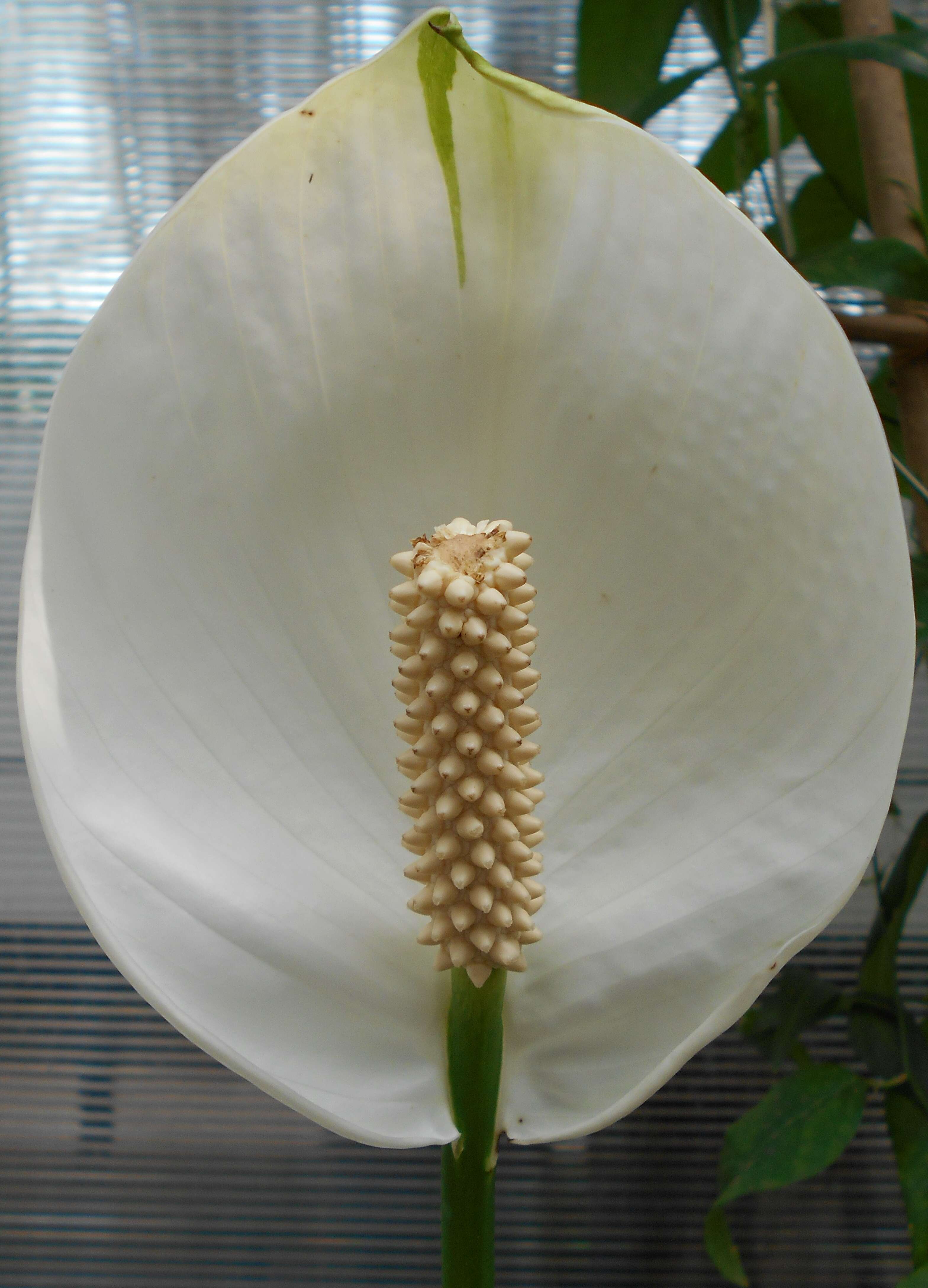 Image de Spathiphyllum floribundum (Linden & André) N. E. Br.