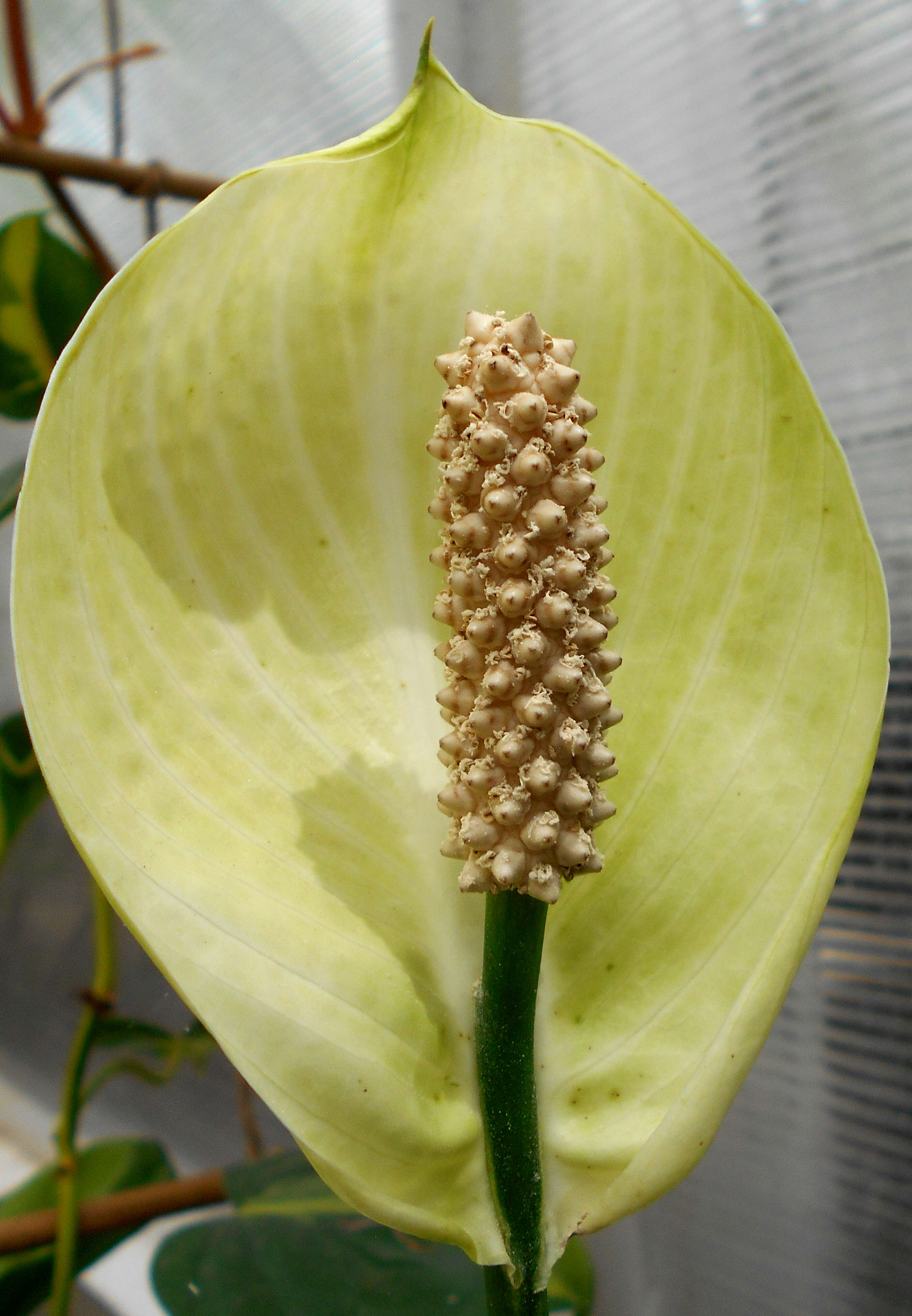 Image de Spathiphyllum floribundum (Linden & André) N. E. Br.