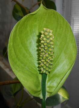 Image de Spathiphyllum floribundum (Linden & André) N. E. Br.