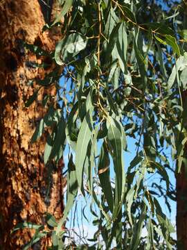 Слика од Eucalyptus similis Maiden