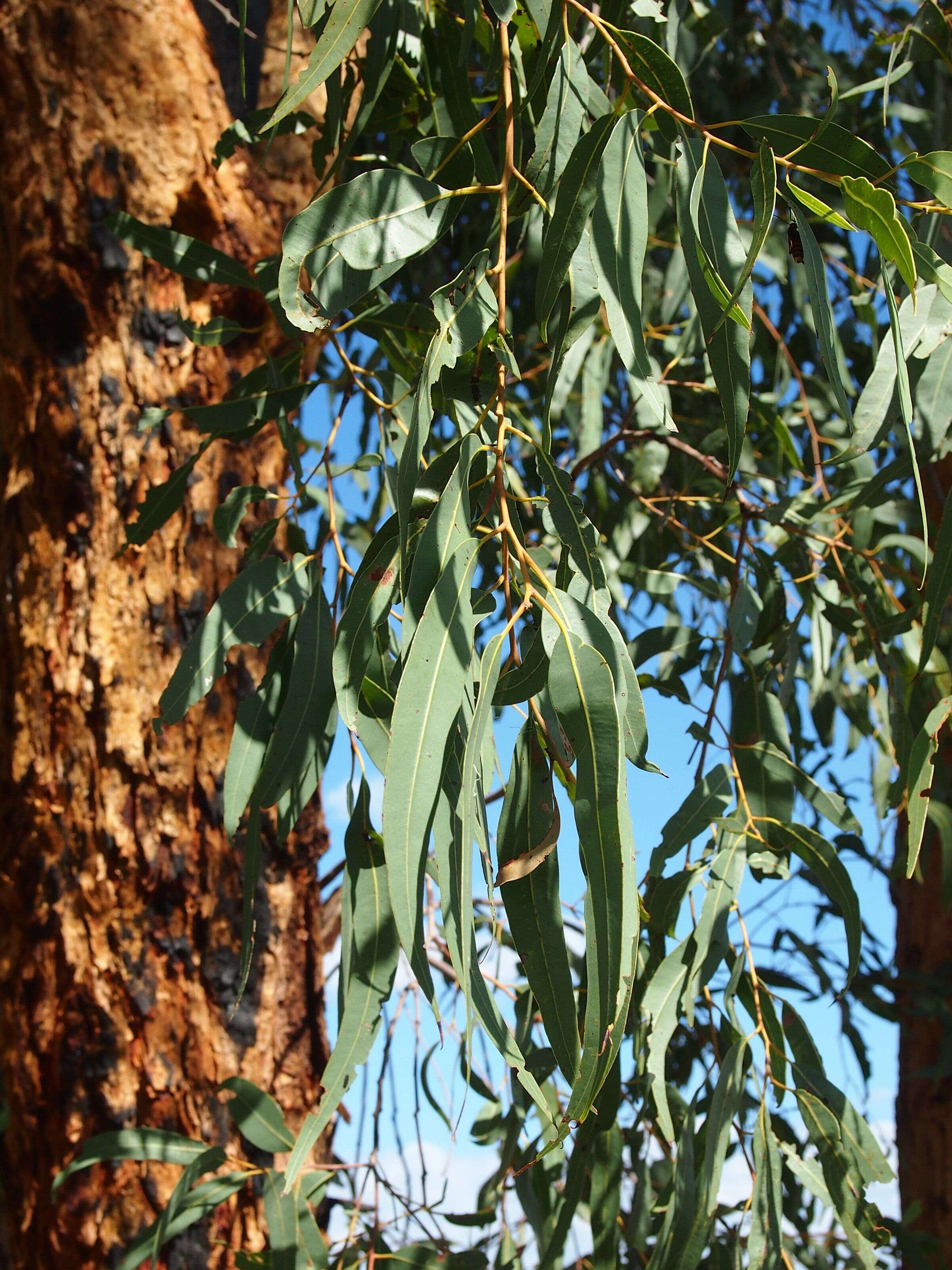 Image of Eucalyptus similis Maiden