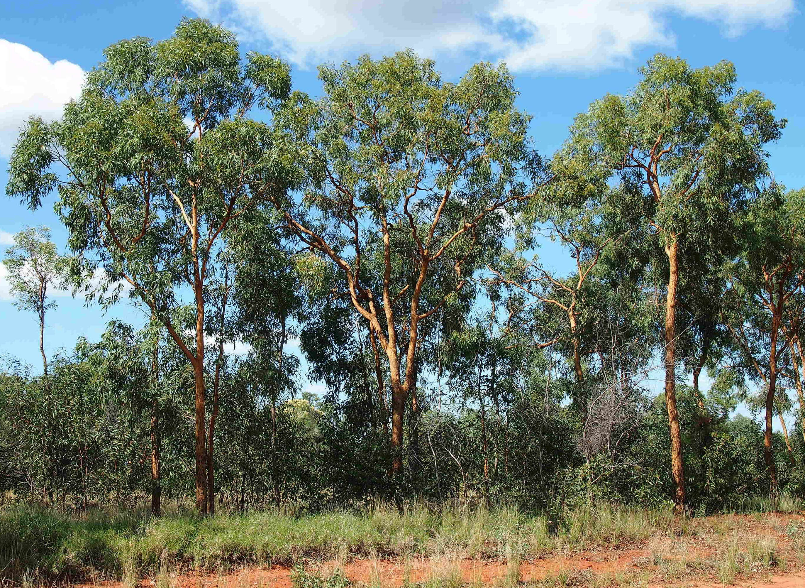 Image of Eucalyptus similis Maiden