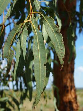 Слика од Eucalyptus similis Maiden