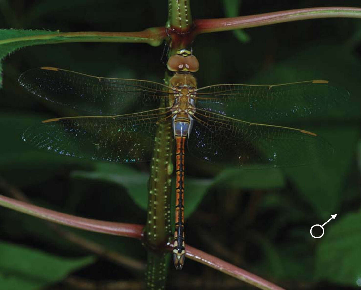 Image of Vagrant Emperor Dragonfly
