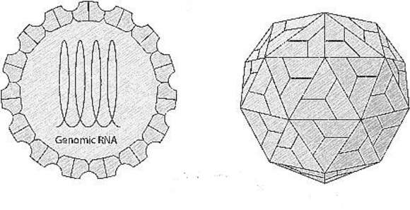 Image of Sobemovirus