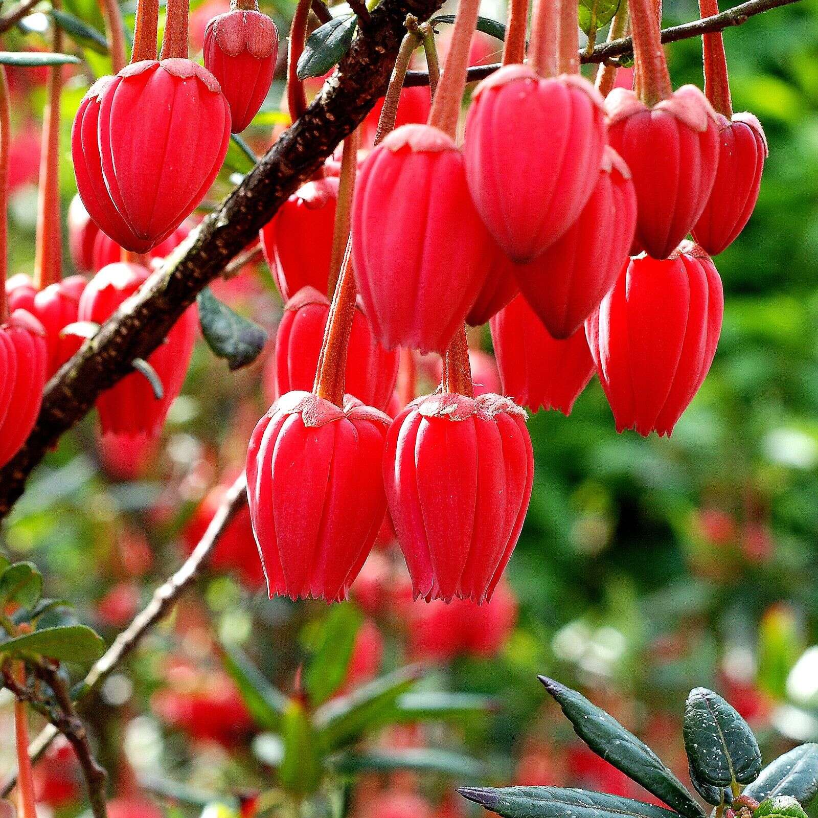 Image of Chilean Lantern Tree