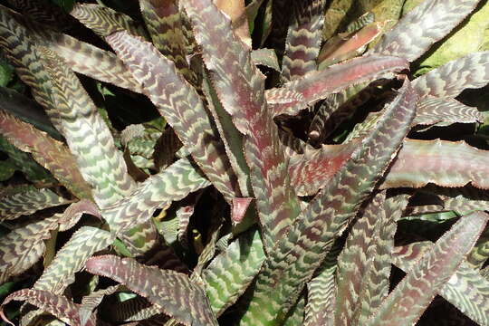 Cryptanthus fosterianus L. B. Sm. resmi