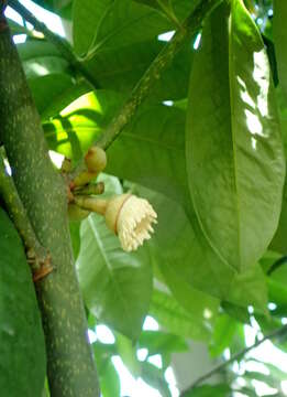 Image of Eupomatia laurina R. Br.