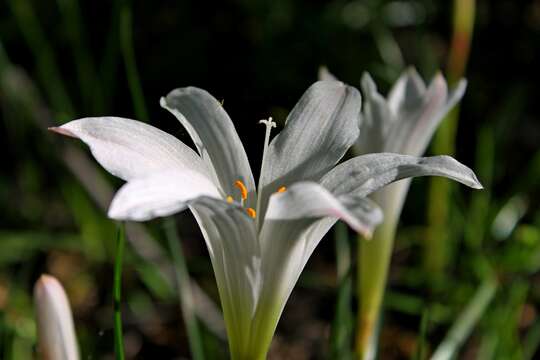 Image of Zephyranthes atamasco (L.) Herb.