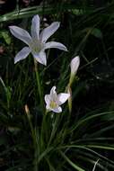 Zephyranthes atamasco (L.) Herb. resmi