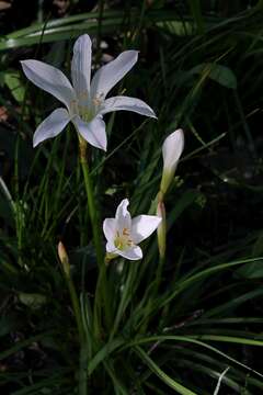 Image of Zephyranthes atamasco (L.) Herb.