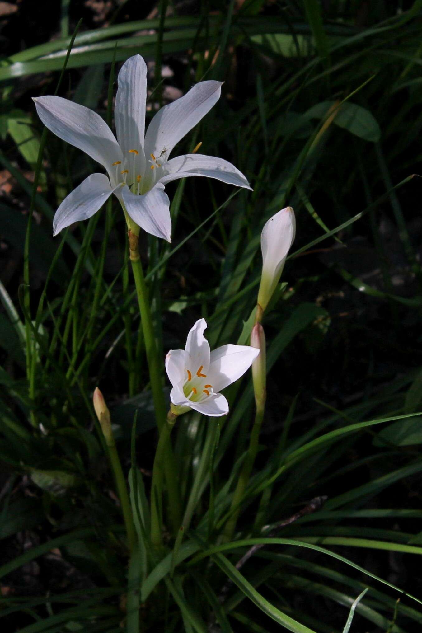 Zephyranthes atamasco (L.) Herb. resmi