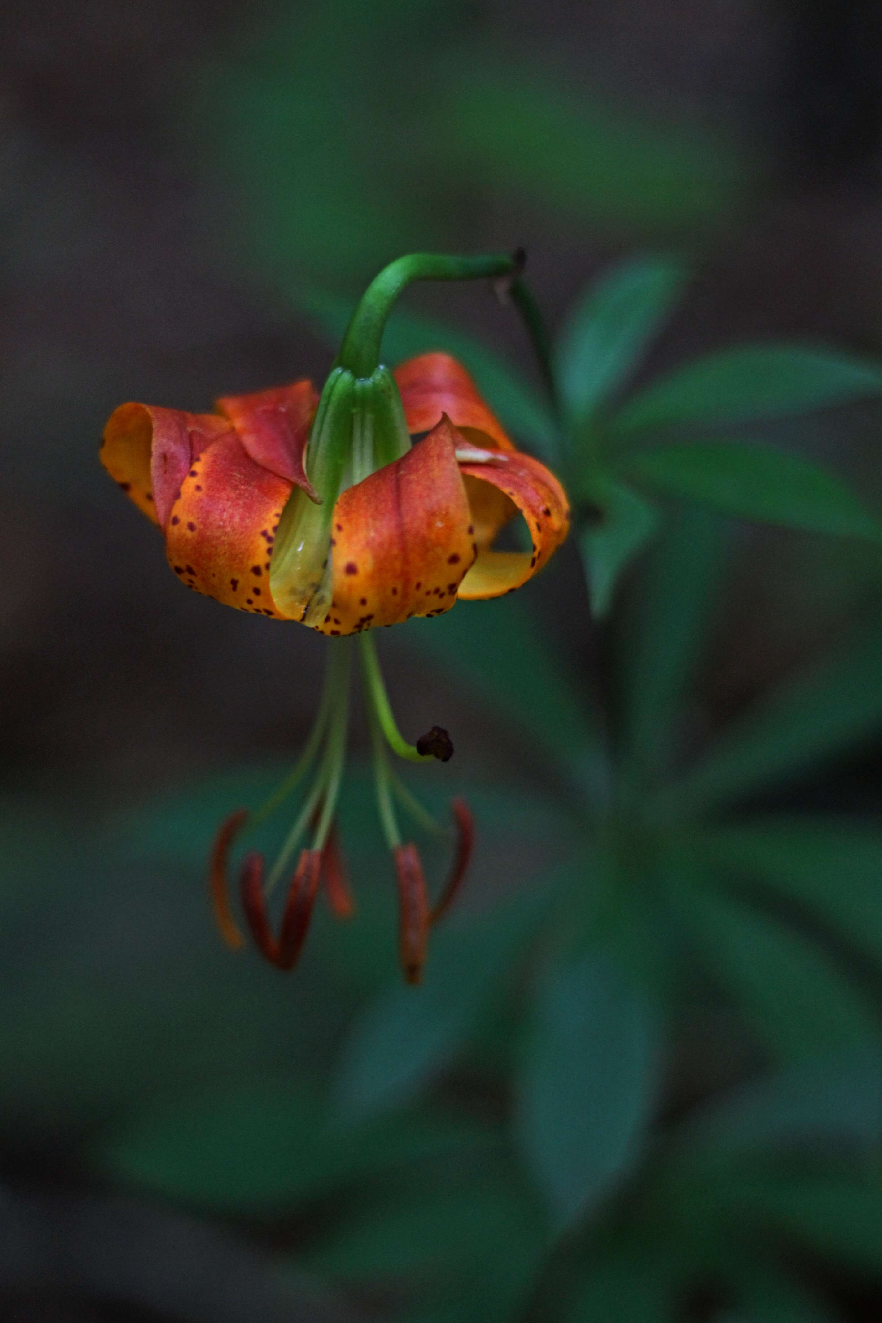 Lilium michauxii Poir. resmi