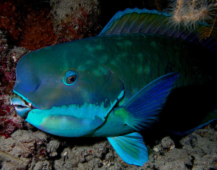 Image of Blunt-head Parrotfish