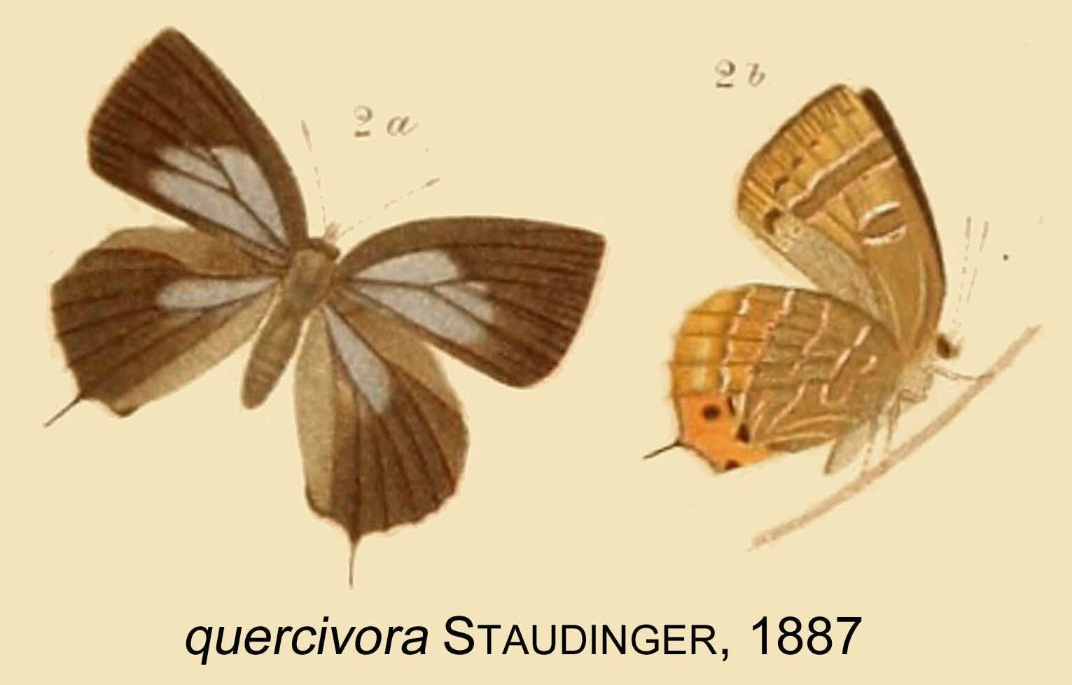 Image of Wagimo signata (Butler 1881)