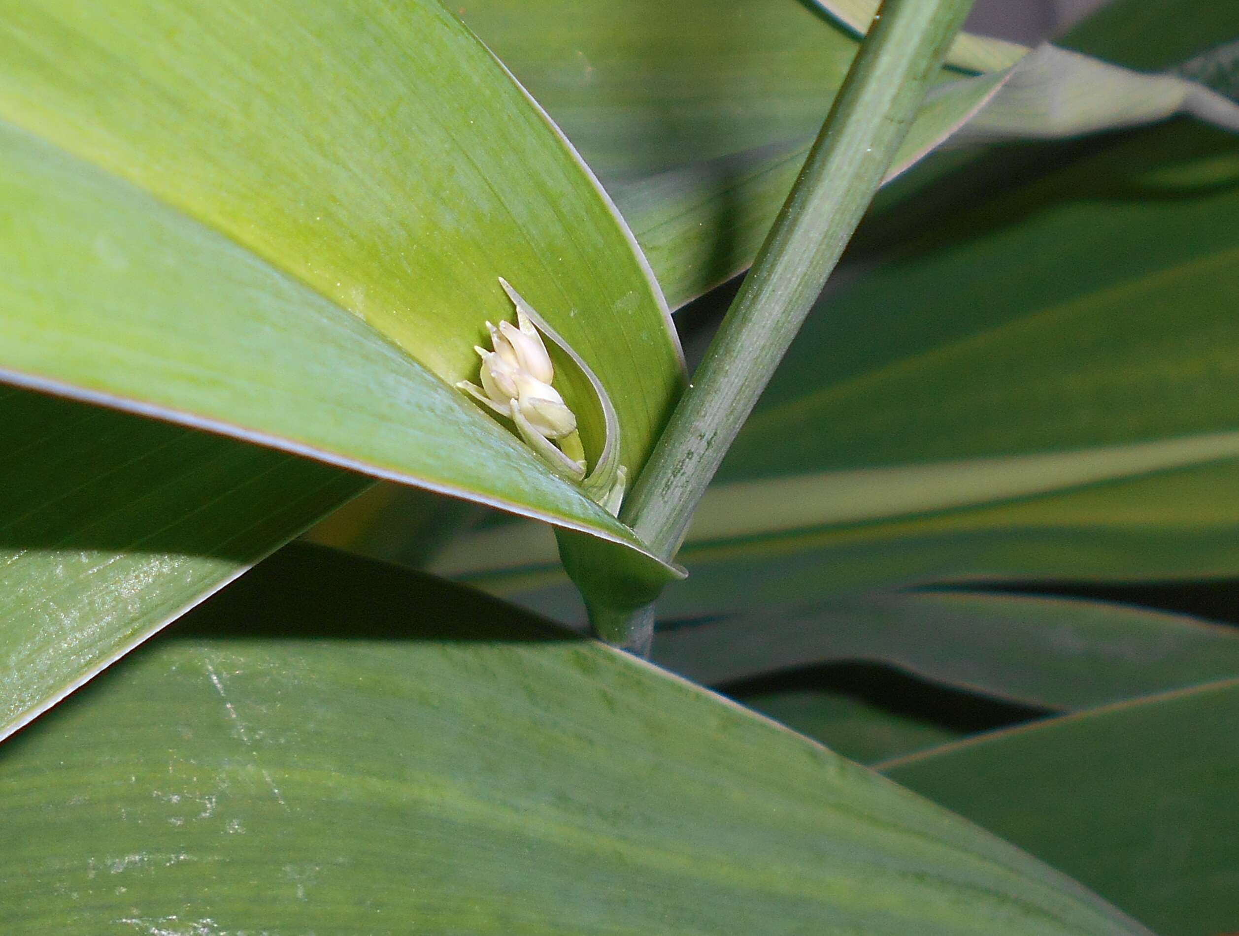 Image of Arthropodium cirrhatum