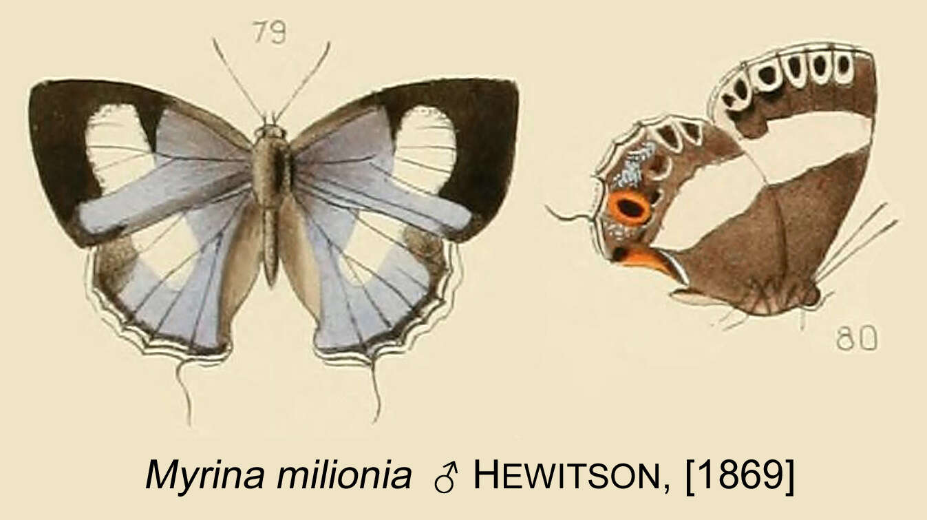 Image of Euaspa milionia (Hewitson 1869)