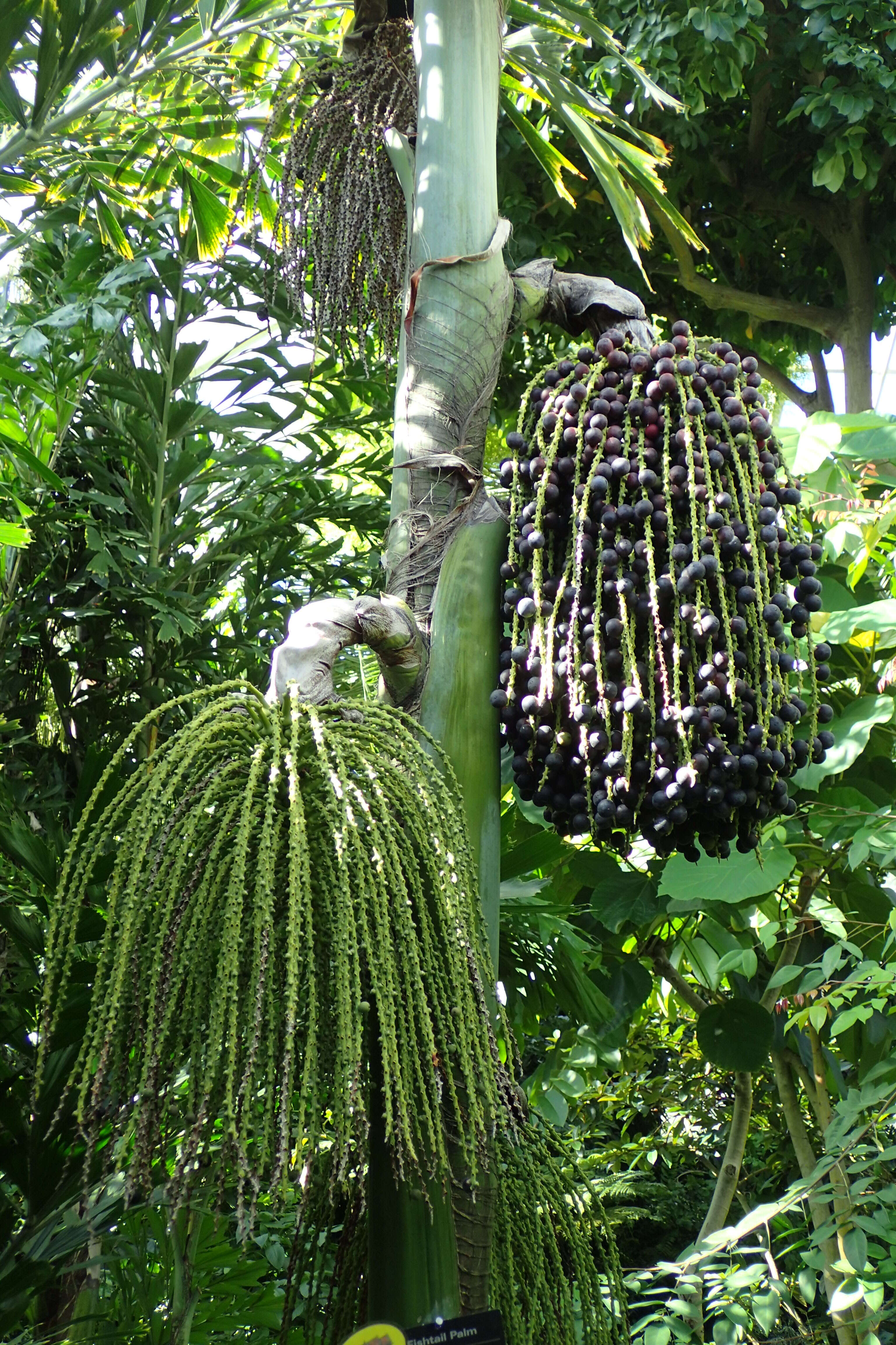 Image of Burmese fishtail palm