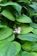 Слика од Clerodendrum thomsoniae Balf. fil.