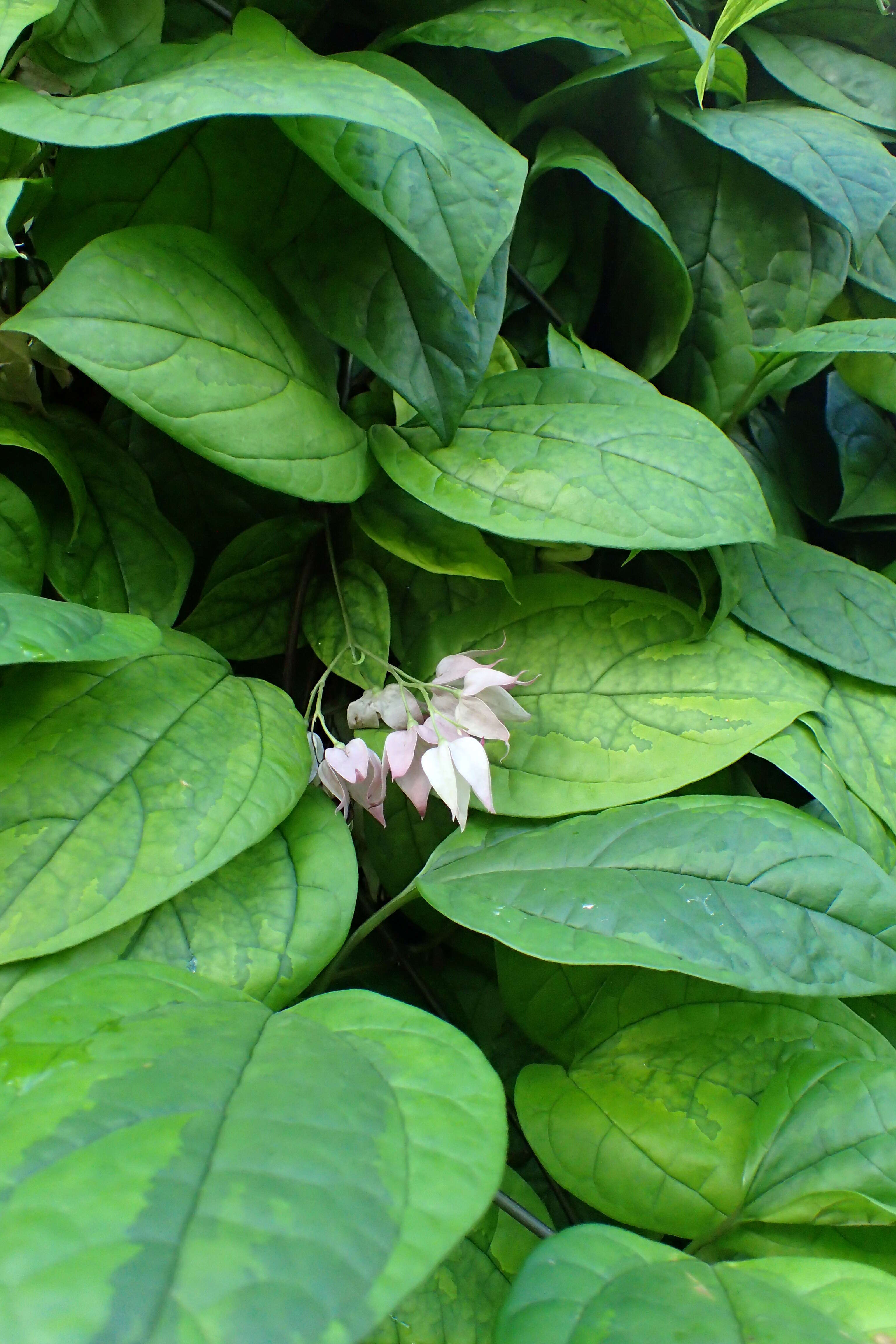 Слика од Clerodendrum thomsoniae Balf. fil.