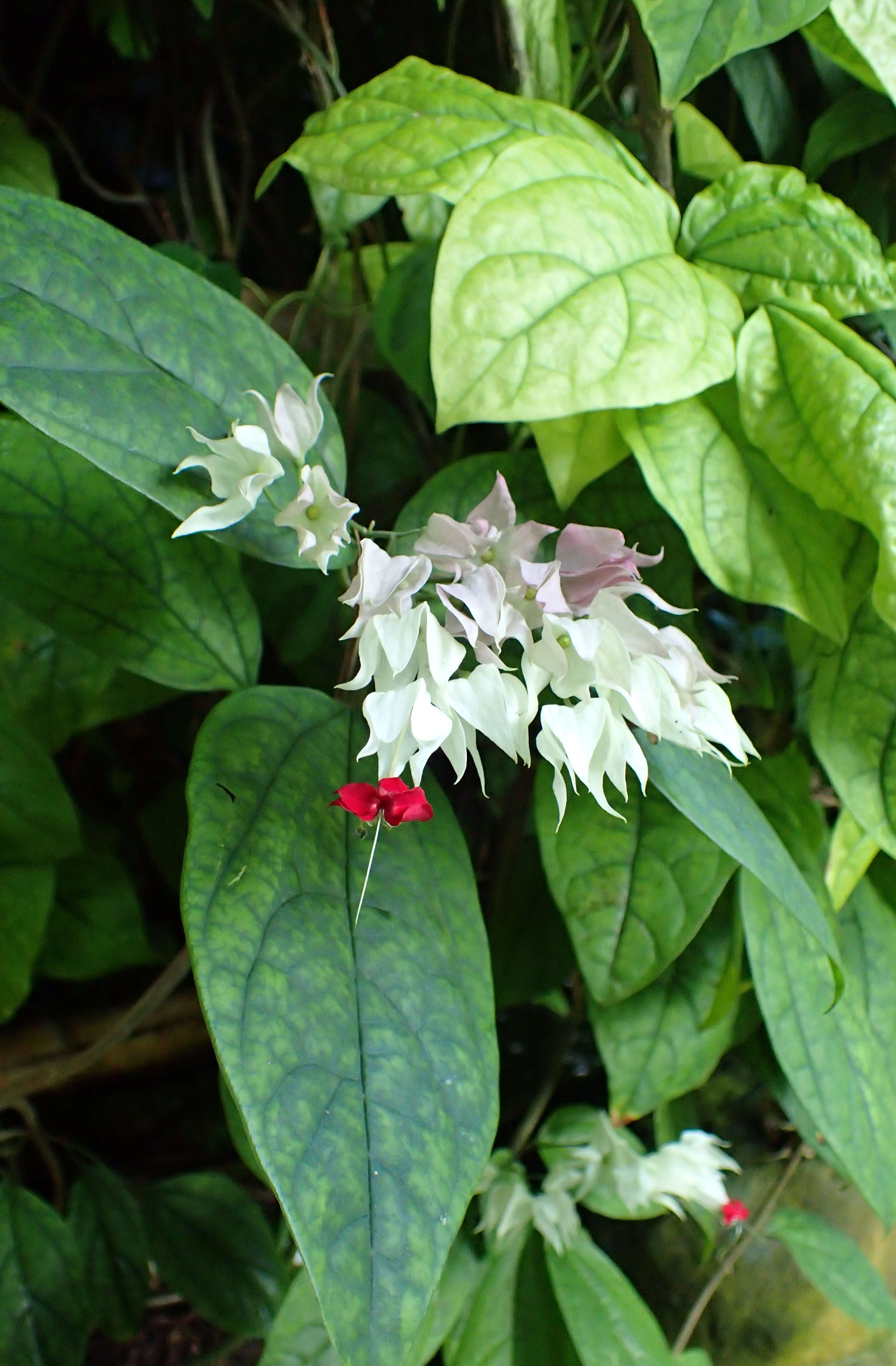 Слика од Clerodendrum thomsoniae Balf. fil.