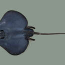 Image of Velvet Skate