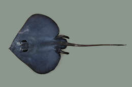 Image of Velvet Skate