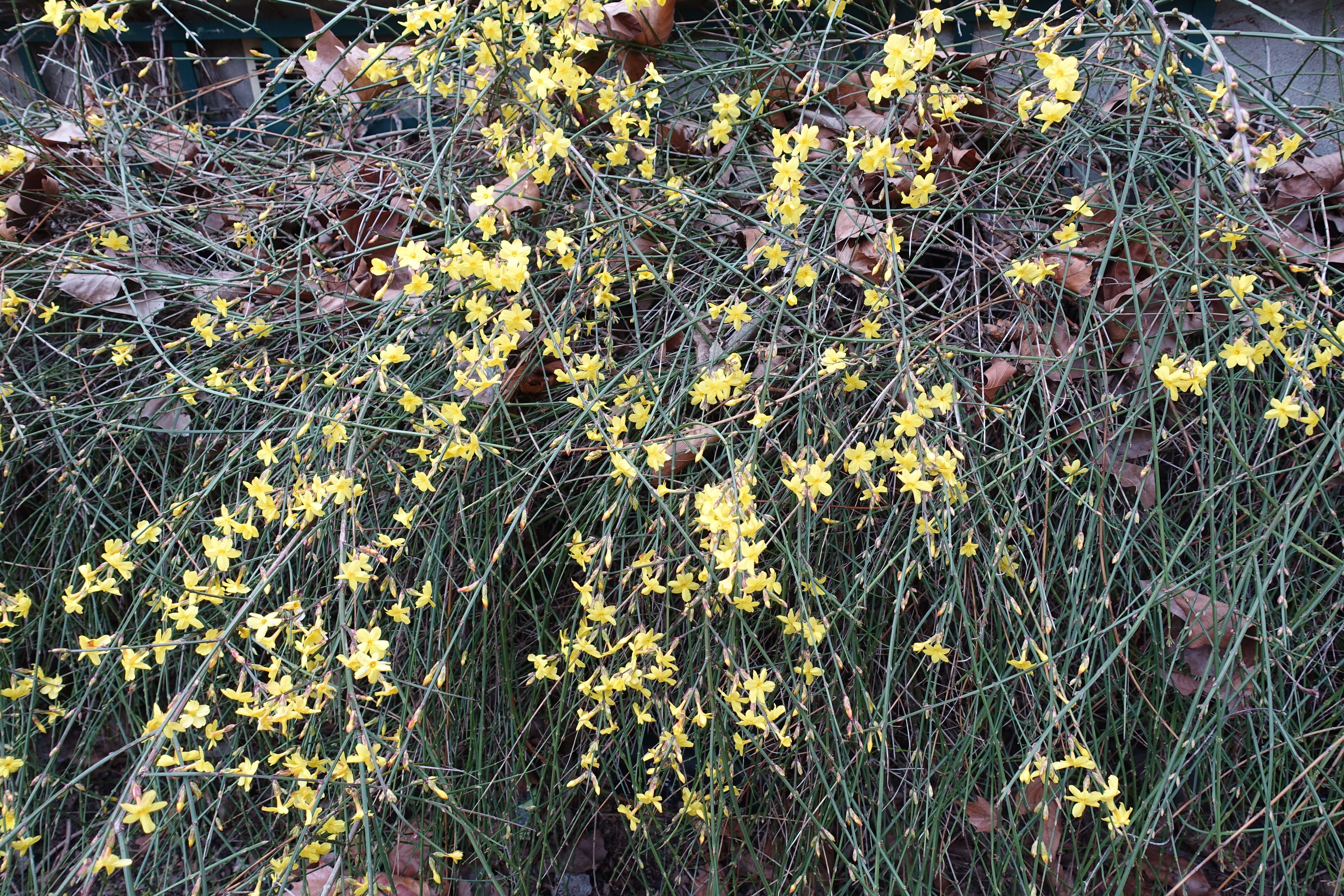 Image of winter jasmine