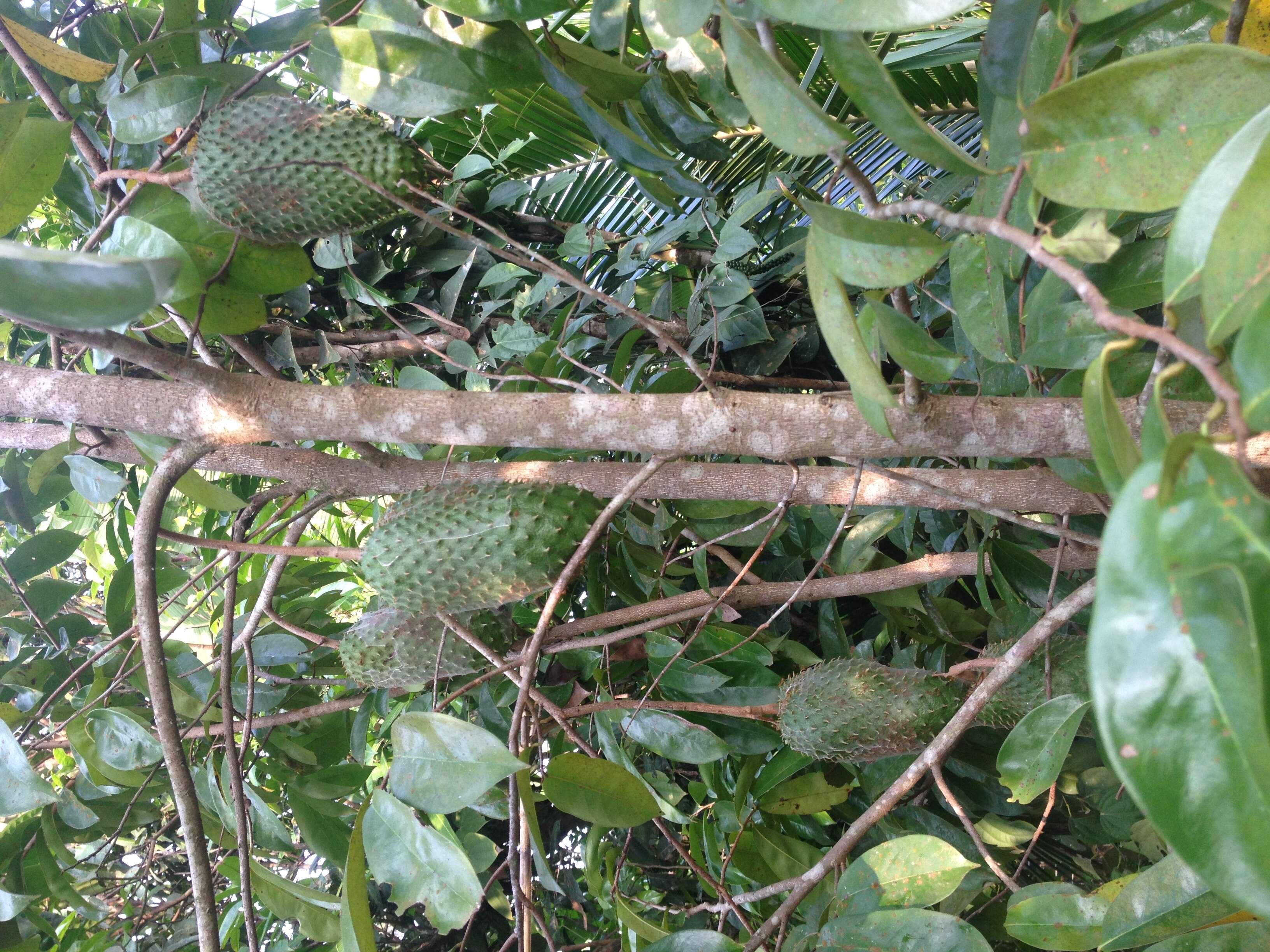 Image of soursop