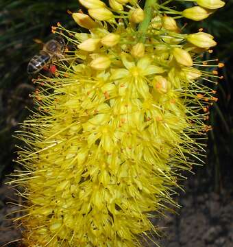 Plancia ëd Eremurus stenophyllus (Boiss. & Buhse) Baker