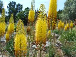 Plancia ëd Eremurus stenophyllus (Boiss. & Buhse) Baker