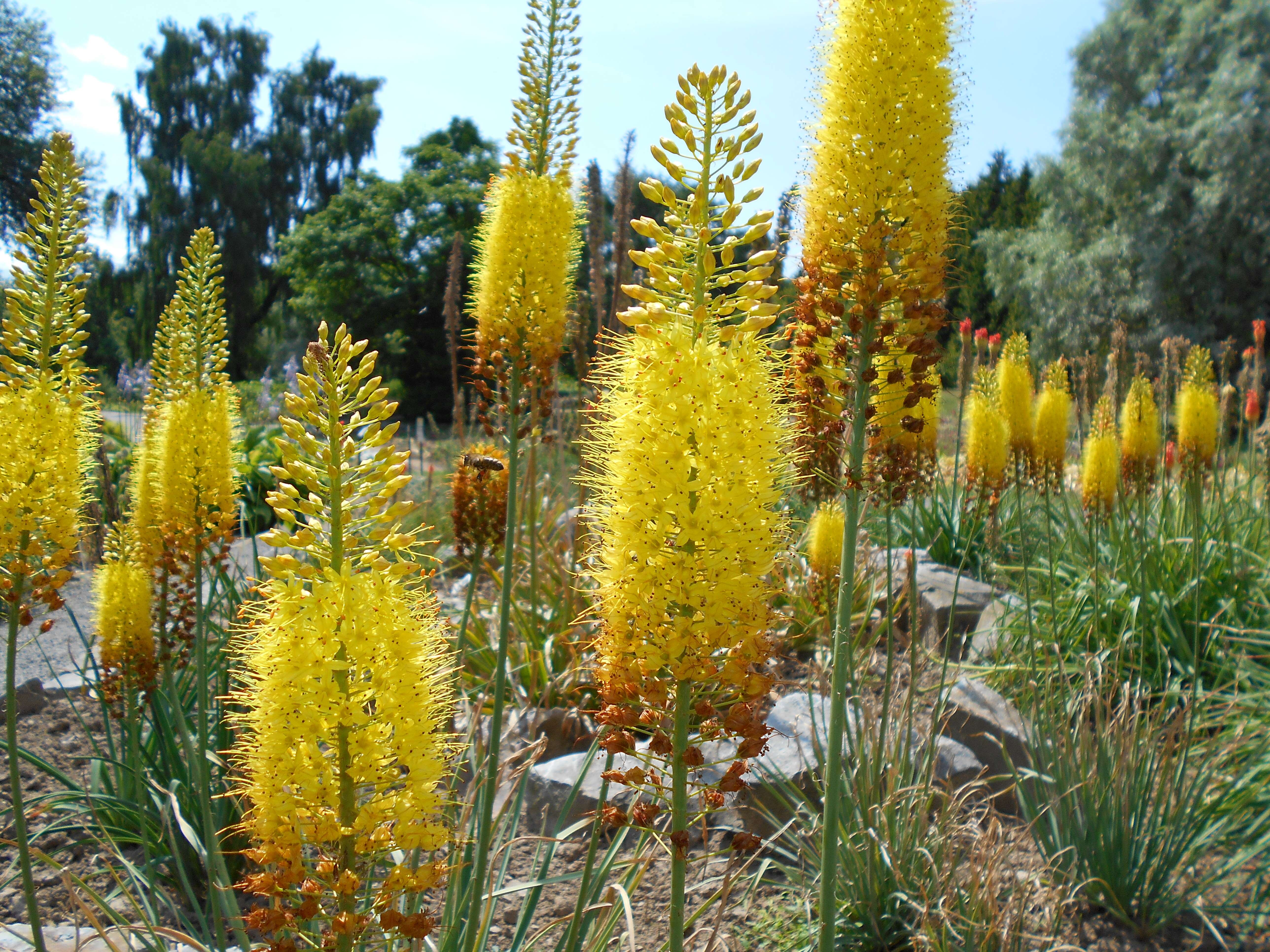 Plancia ëd Eremurus stenophyllus (Boiss. & Buhse) Baker