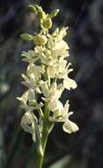 صورة Orchis provincialis Balb. ex Lam. & DC.