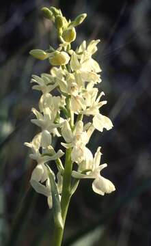 Orchis provincialis Balb. ex Lam. & DC.的圖片