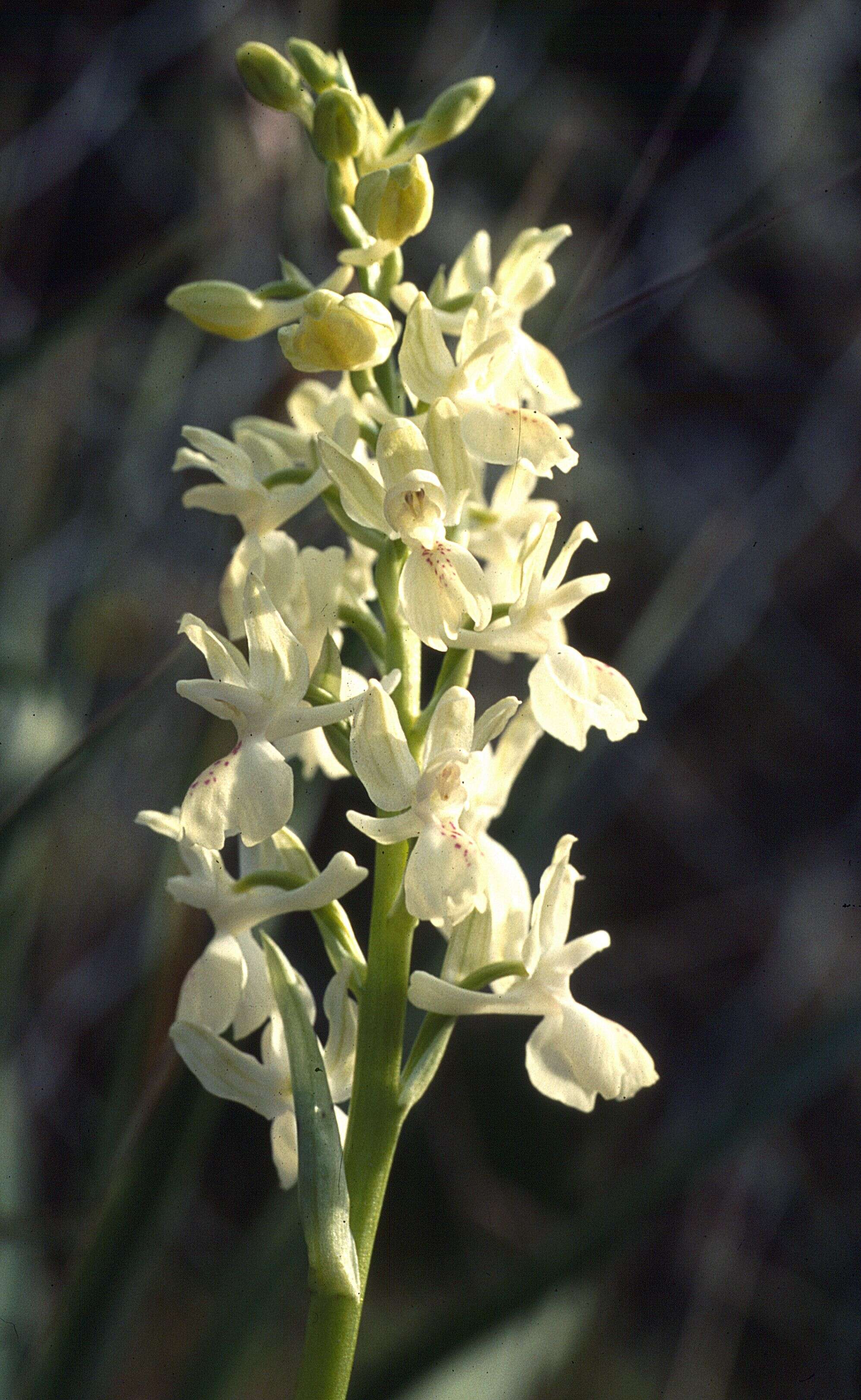 صورة Orchis provincialis Balb. ex Lam. & DC.