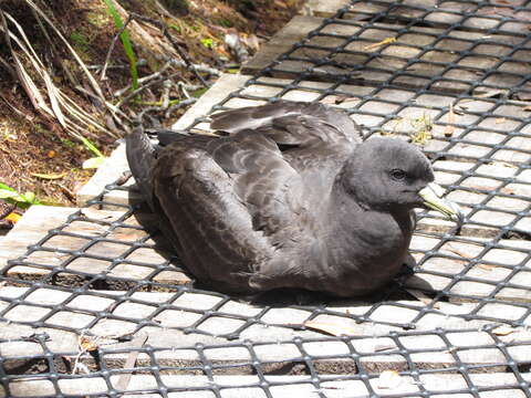 Image of Black (Parkinson's) Petrel