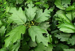 Image of oakleaf fig