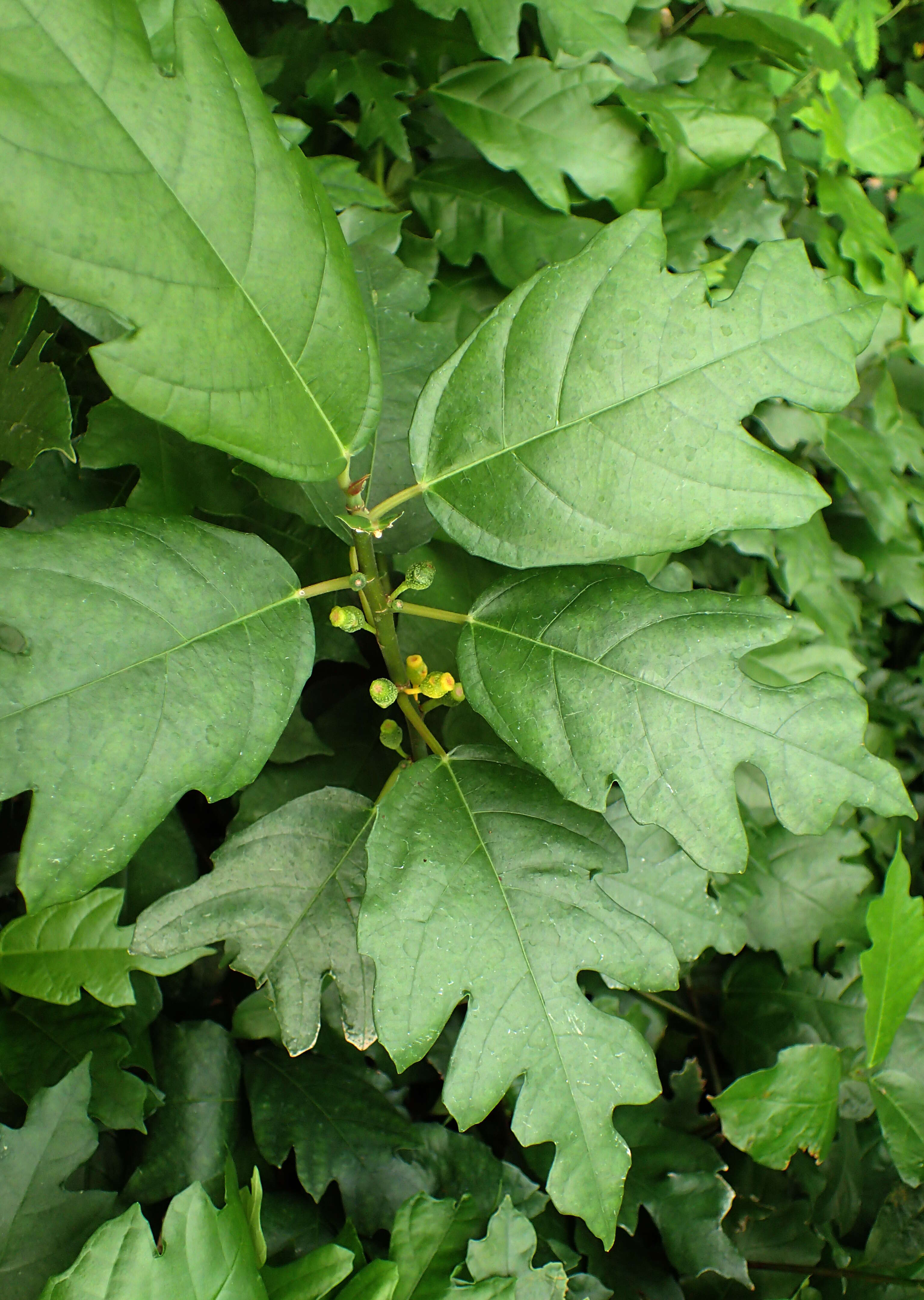 Image of oakleaf fig