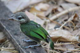 صورة Psilopogon viridis (Boddaert 1783)