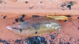 Image of Leaf-veined slug