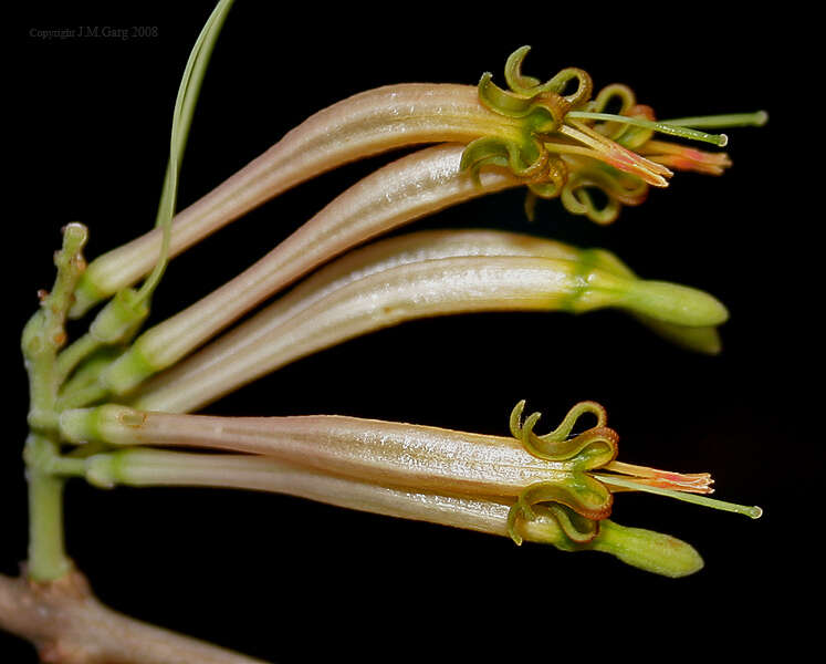 Image of Dendrophthoe falcata (L. fil.) Bl.