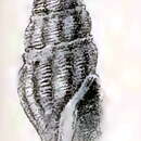 Image of Paradrillia fugata (E. A. Smith 1895)