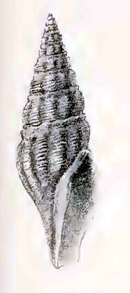 Image of Paradrillia fugata (E. A. Smith 1895)