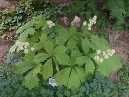 Image of Rodgersia podophylla A. Gray