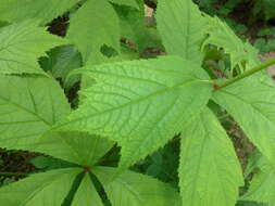 Image of Rodgersia podophylla A. Gray