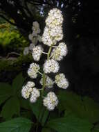 Image of Rodgersia podophylla A. Gray