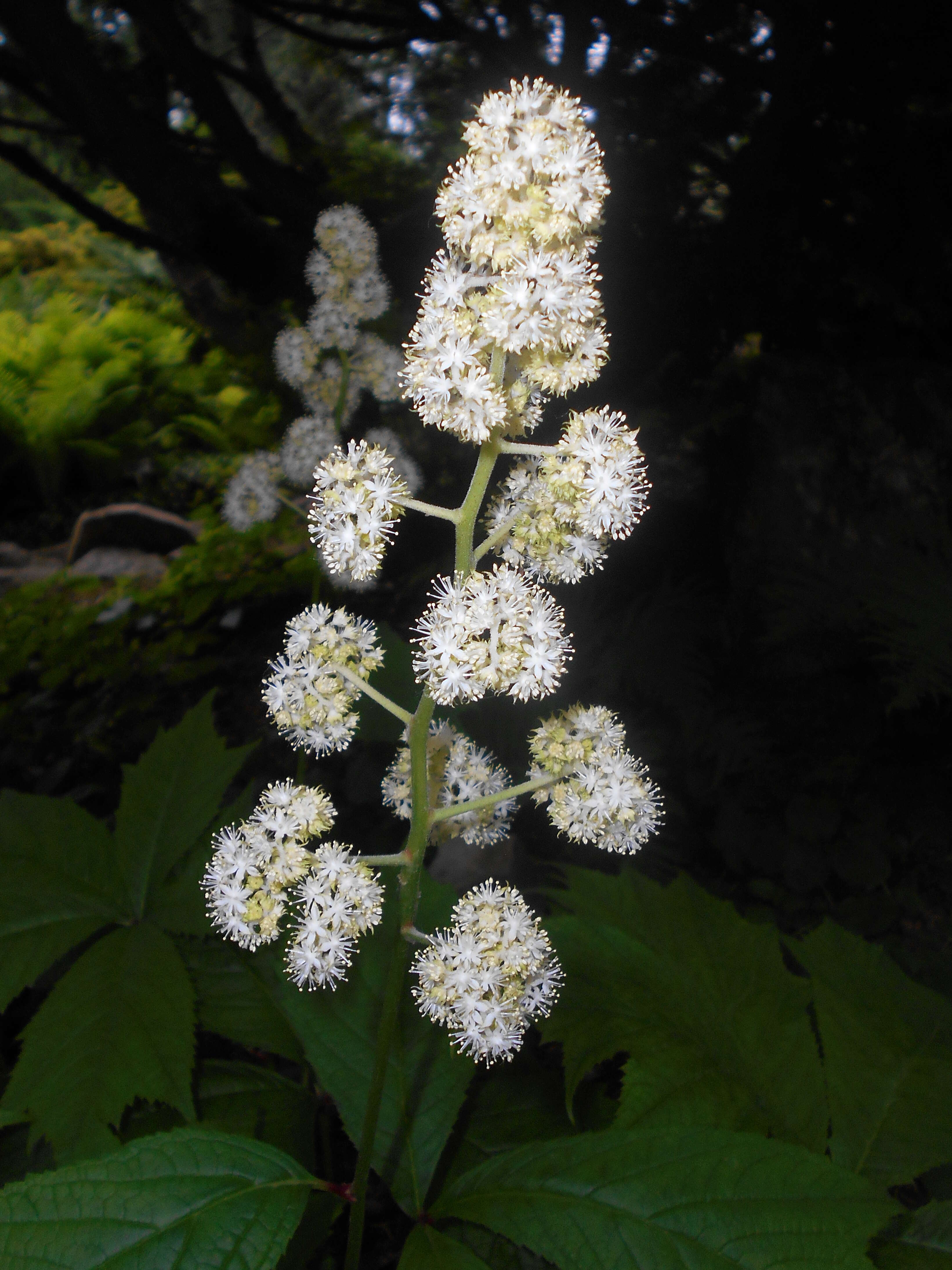 Image of Rodgersia podophylla A. Gray