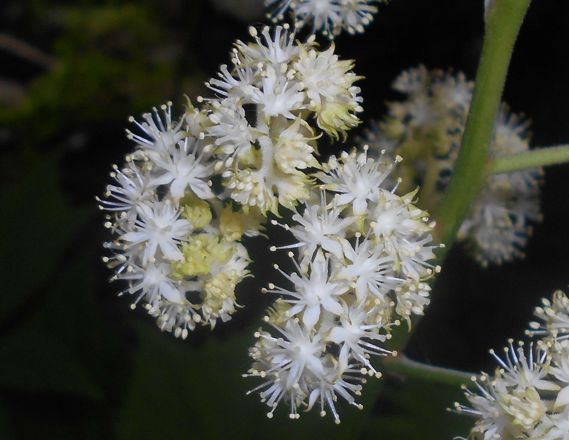 Image of Rodgersia podophylla A. Gray