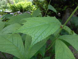 Image of Rodgersia podophylla A. Gray